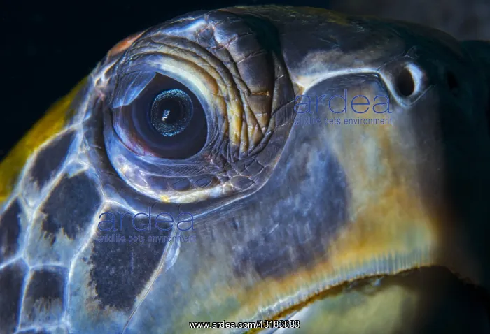 : Green sea turtle (Chelonia mydas). Tenerife, Canary : Green sea turtle (Chelonia mydas). Tenerife, Canary