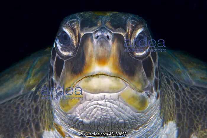 : Green sea turtle (Chelonia mydas). Tenerife, Canary : Green sea turtle (Chelonia mydas). Tenerife, Canary