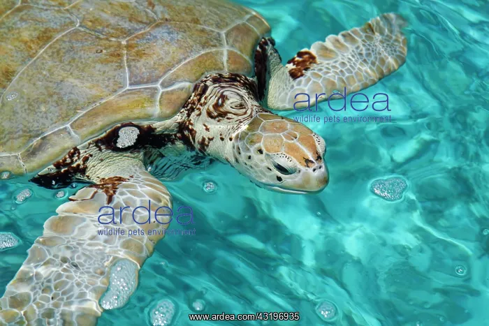 : Green sea turtle (Chelonia mydas), Guadeloupe, France : Green sea turtle (Chelonia mydas), Guadeloupe, France