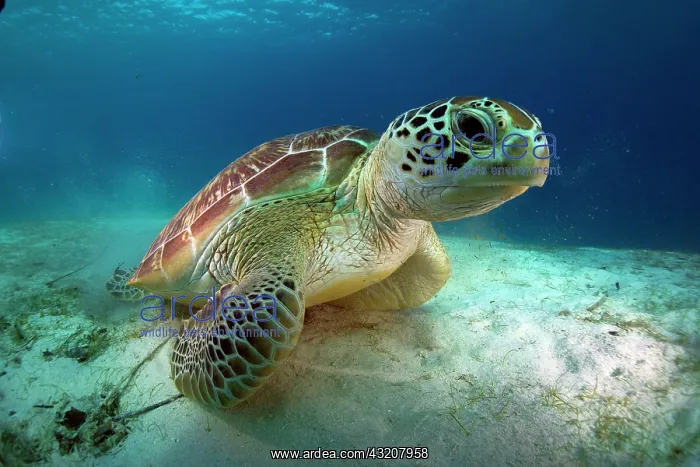 : Green Sea Turtle (Chelonia mydas), Balnek, Busuanga : Green Sea Turtle (Chelonia mydas), Balnek, Busuanga