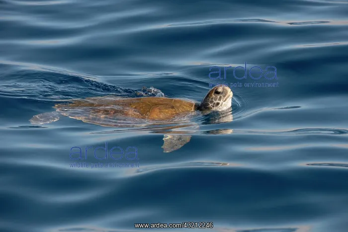 : Green sea turtle (Chelonia mydas). Tenerife, Canary : Green sea turtle (Chelonia mydas). Tenerife, Canary