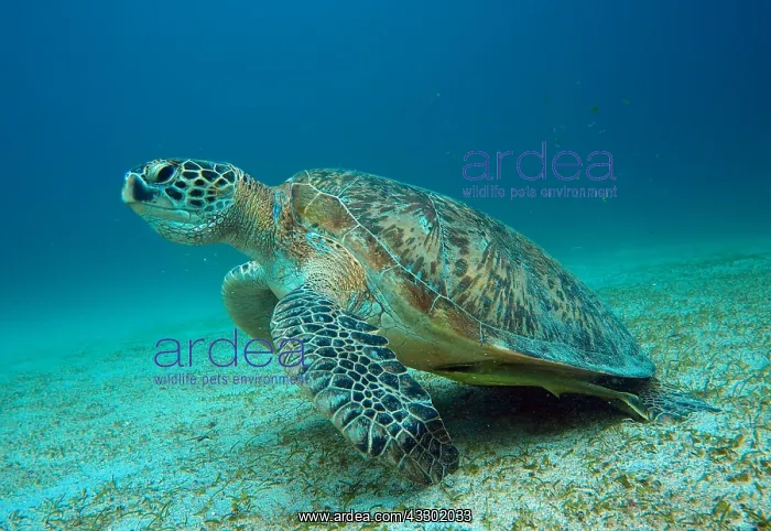 : Green sea turtle (Chelonia mydas), during eatin : Green sea turtle (Chelonia mydas), during eatin