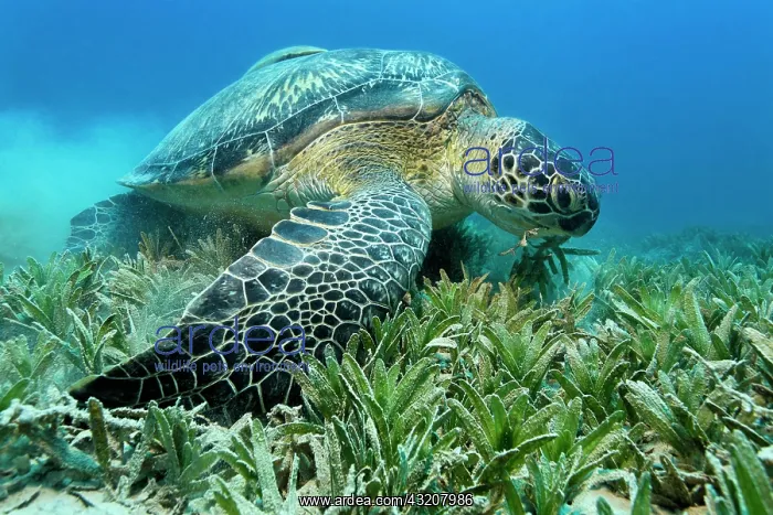 : Green Sea Turtle (Chelonia mydas) feeding on sea : Green Sea Turtle (Chelonia mydas) feeding on sea