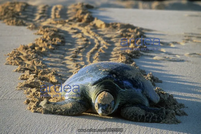  : Green Sea Turtle (Chelonia mydas) Female