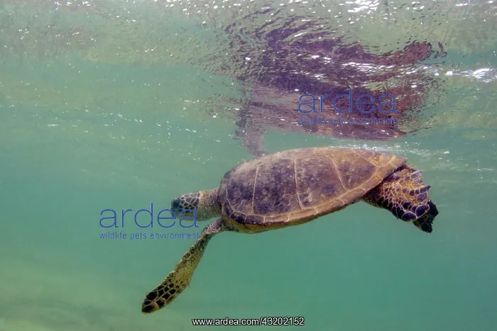 : Green Sea Turtle (Chelonia mydas) foraging for food : Green Sea Turtle (Chelonia mydas) foraging for food
