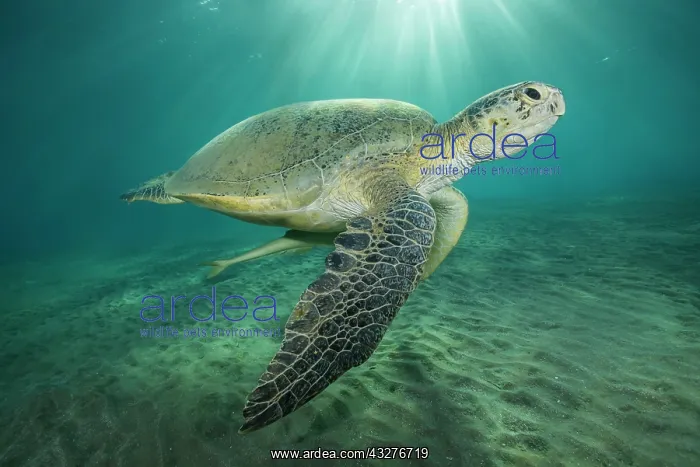 : Green Sea Turtle (Chelonia mydas) with Live sharksucker : Green Sea Turtle (Chelonia mydas) with Live sharksucker