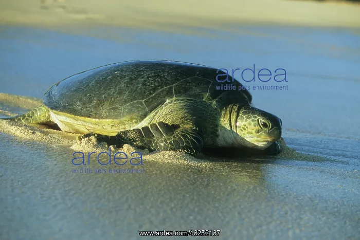  : Green Sea Turtle, (Chelonia mydas), nesting