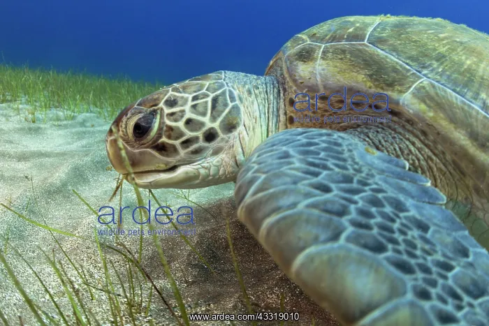 : Green sea turtle (Chelonia mydas) in seagrass - : Green sea turtle (Chelonia mydas) in seagrass -