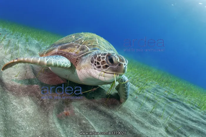 : Green sea turtle (Chelonia mydas) in seagrass - : Green sea turtle (Chelonia mydas) in seagrass -