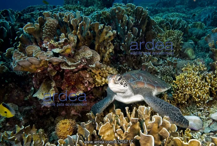 : Green Sea Turtle (Chelonia mydas) sleeping on t : Green Sea Turtle (Chelonia mydas) sleeping on t