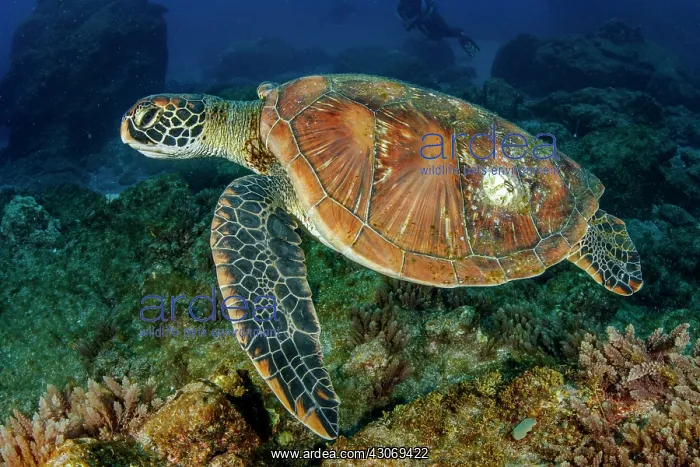 : Green sea turtle (Chelonia mydas), Socorro Island : Green sea turtle (Chelonia mydas), Socorro Island