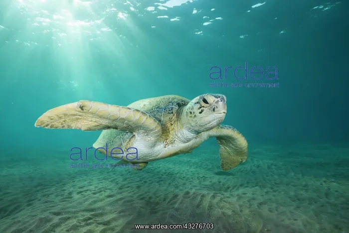 : Green Sea Turtle (Chelonia mydas) swim over sandy : Green Sea Turtle (Chelonia mydas) swim over sandy