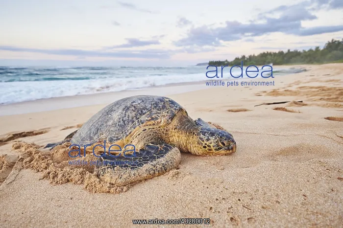 : Green sea turtle (Chelonia mydas) on turtle bay : Green sea turtle (Chelonia mydas) on turtle bay
