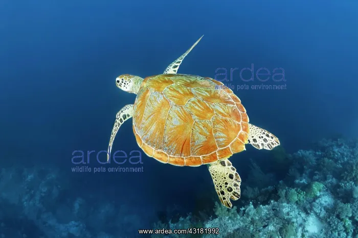 : Green sea turtle (Chelonie mydas) swimming in blue : Green sea turtle (Chelonie mydas) swimming in blue