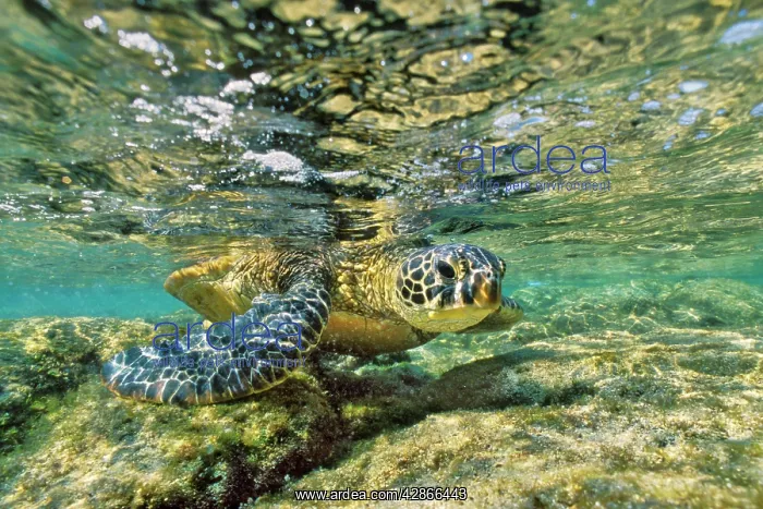 : Green Sea turtle - feeding on algae along shoreline rocks : Green Sea turtle - feeding on algae along shoreline rocks