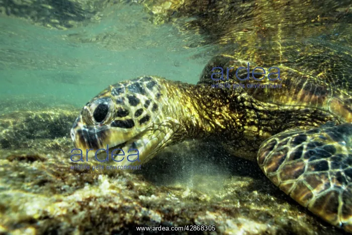: Green Sea Turtle - feeding on algae underwater : Green Sea Turtle - feeding on algae underwater