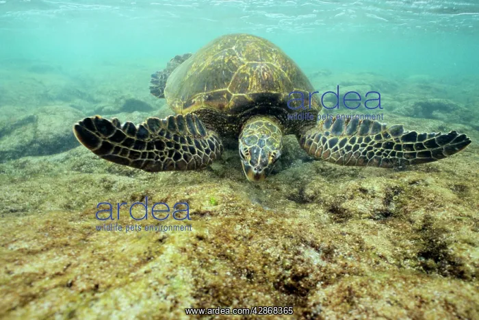 : Green Sea Turtle - feeding on algae underwater : Green Sea Turtle - feeding on algae underwater