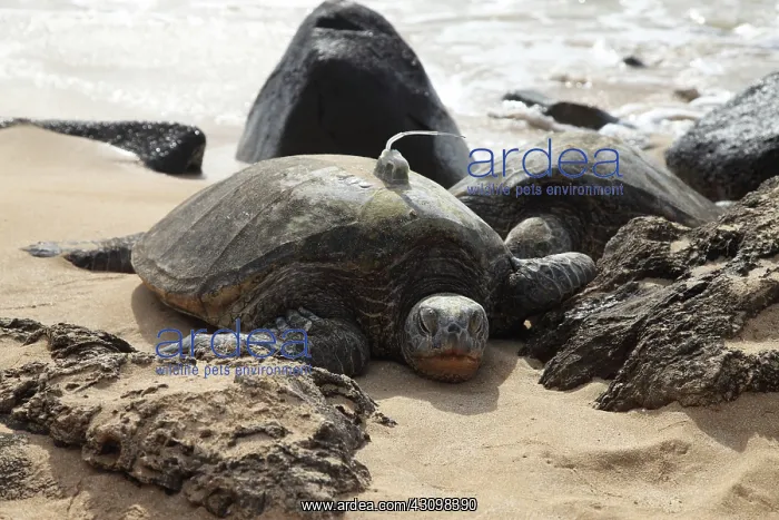 : Green Sea Turtle with GPS : Green Sea Turtle with GPS