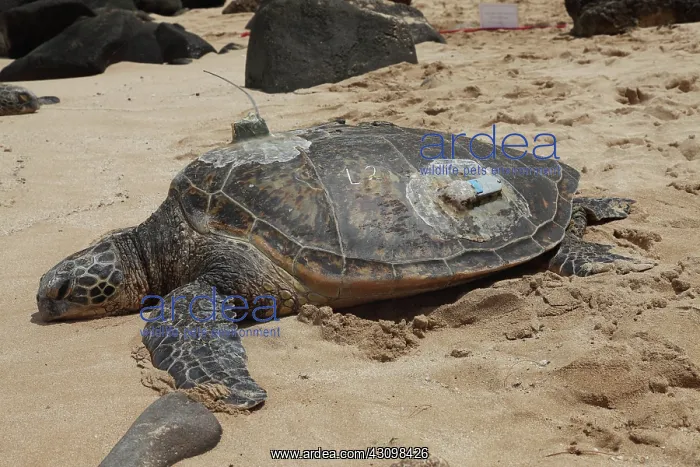 : Green Sea Turtle with GPS : Green Sea Turtle with GPS