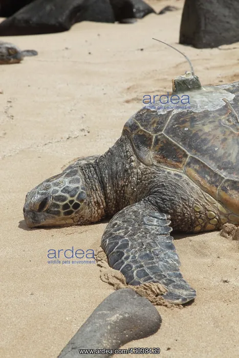 : Green Sea Turtle with GPS : Green Sea Turtle with GPS