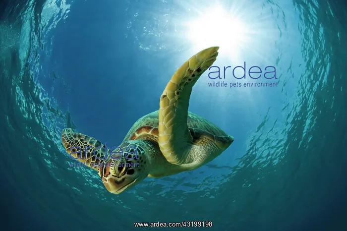 : Green sea turtle or Green turtle (Chelonia mydas) : Green sea turtle or Green turtle (Chelonia mydas)