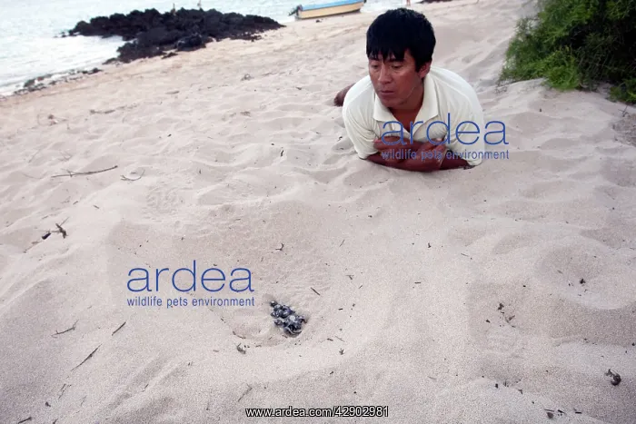 : Green sea turtle - hatchlings : Green sea turtle - hatchlings