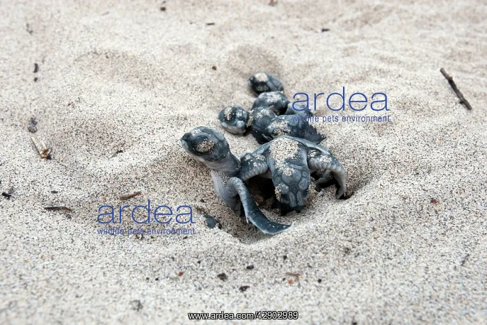 : Green sea turtle - hatchlings : Green sea turtle - hatchlings