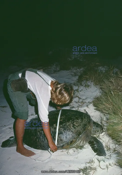  : Green Sea Turtle - Being measured for scientific