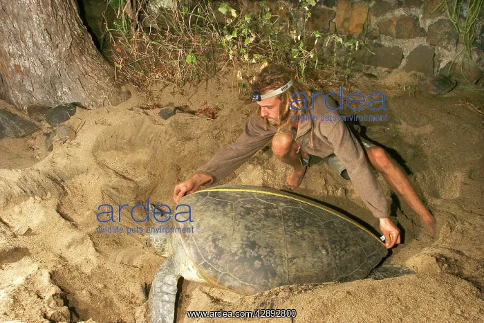: Green Sea Turtle - being measured for scientific : Green Sea Turtle - being measured for scientific