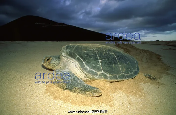 : Green sea turtle - nesting female : Green sea turtle - nesting female