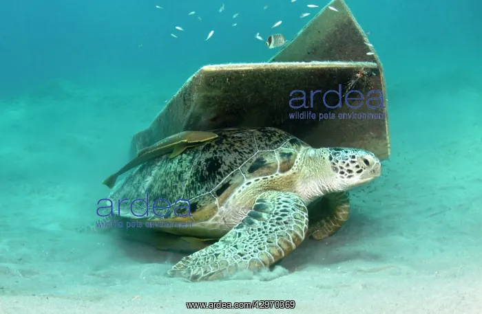 : Green Sea Turtle - with Remora (Remora osteochir) : Green Sea Turtle - with Remora (Remora osteochir)