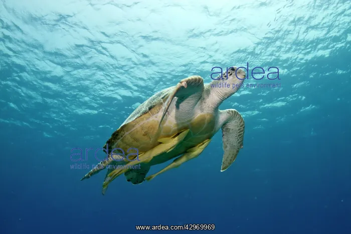  : Green Sea Turtle - with two Remoras (Remora osteochir)