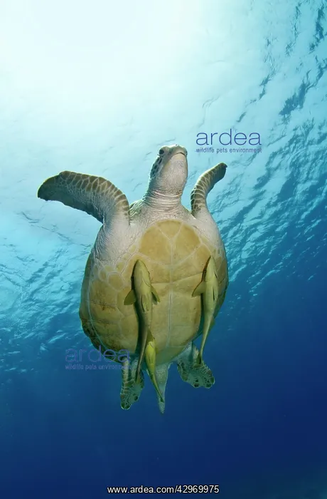 : Green Sea Turtle - with three Remoras (Remora osteochir) : Green Sea Turtle - with three Remoras (Remora osteochir)