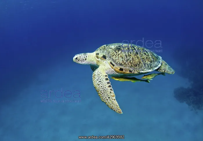  : Green Sea Turtle - with two Remoras (Remora osteochir)