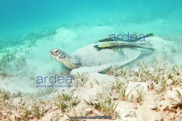 : Green Sea Turtle - two Remoras (Remora osteochir) : Green Sea Turtle - two Remoras (Remora osteochir)