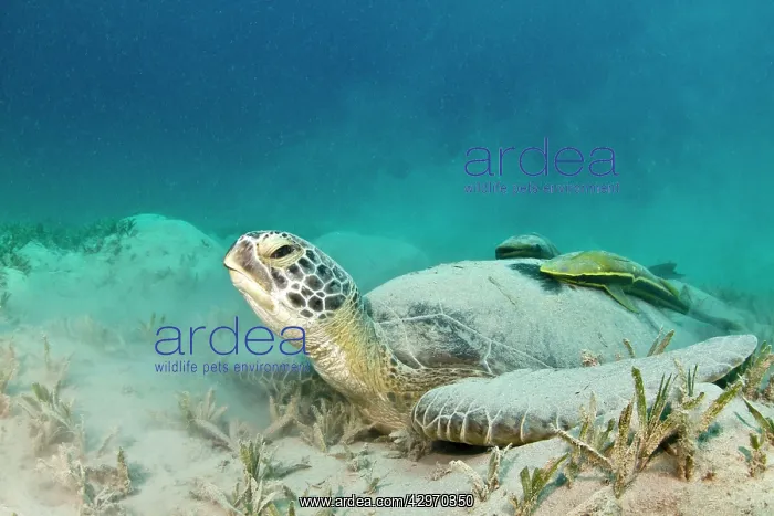 : Green Sea Turtle - with two Remoras (Remora osteochir) : Green Sea Turtle - with two Remoras (Remora osteochir)