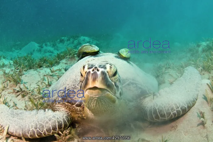 : Green Sea Turtle - with two Remoras (Remora osteochir) : Green Sea Turtle - with two Remoras (Remora osteochir)
