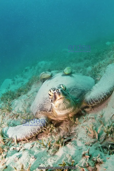 : Green Sea Turtle - with two Remoras (Remora osteochir) : Green Sea Turtle - with two Remoras (Remora osteochir)