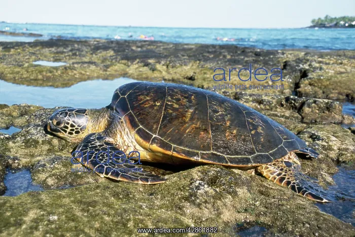 : Green Sea Turtle - resting - sunning itself : Green Sea Turtle - resting - sunning itself