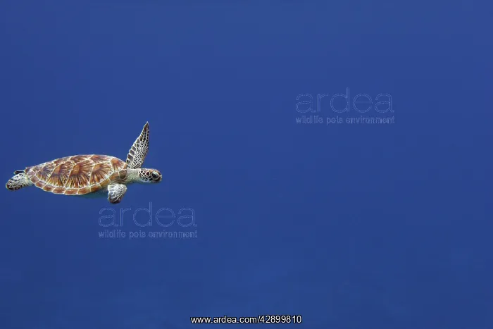 : Green Sea Turtle - swimming : Green Sea Turtle - swimming