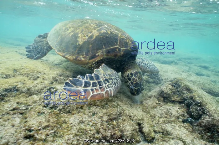  : Green Sea TURTLE - side view in the water, feeding on algae