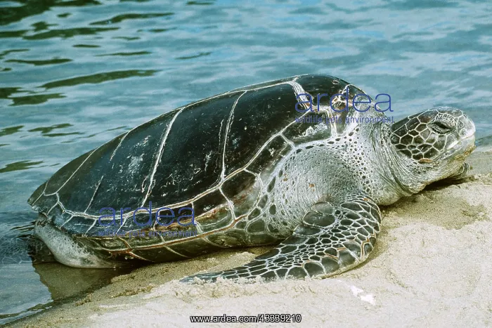 : GREEN SEA TURTLE - by water : GREEN SEA TURTLE - by water