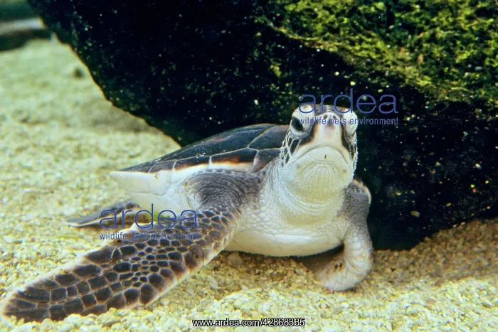 : Green Sea Turtle - Young, resting underwater : Green Sea Turtle - Young, resting underwater
