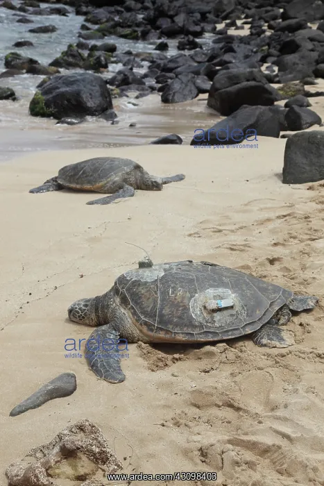 : Green Sea Turtles with GPS : Green Sea Turtles with GPS