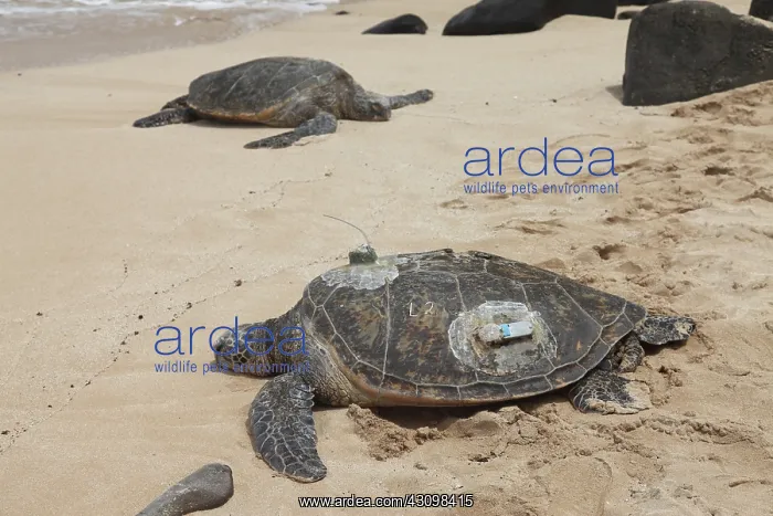  : Green Sea Turtles with GPS