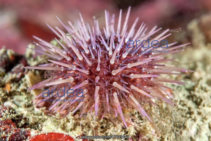 : Green sea urchin (Psammechinus microtuberculatus) : Green sea urchin (Psammechinus microtuberculatus)