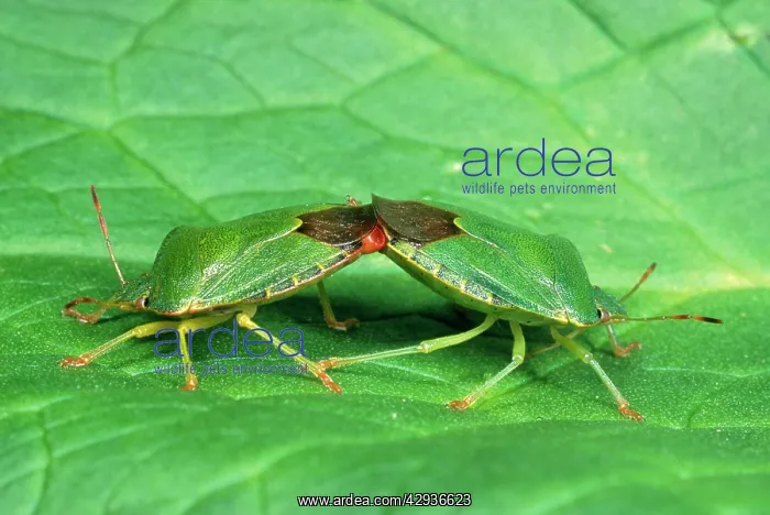 : Green Sheild / Green stink Bug - pair mating : Green Sheild / Green stink Bug - pair mating