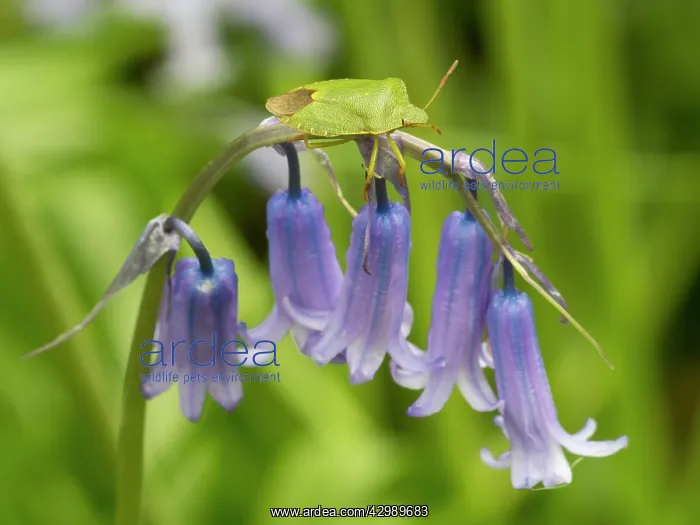 : Green Shield Bug : Green Shield Bug