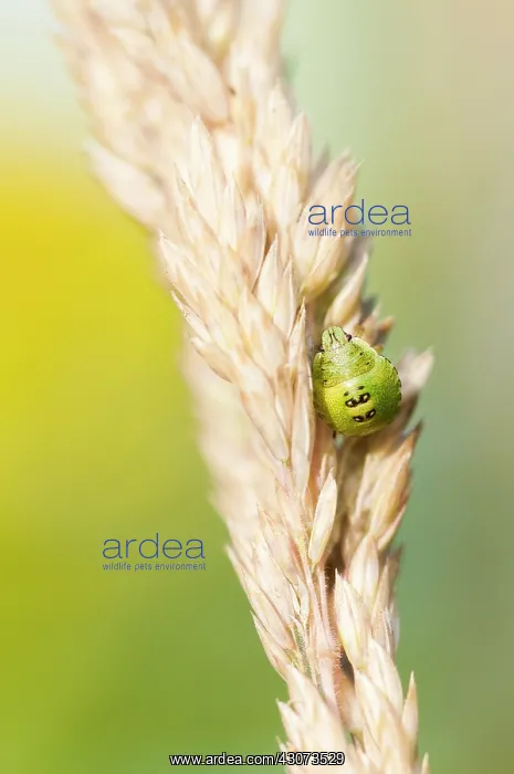 : Green Shield Bug : Green Shield Bug