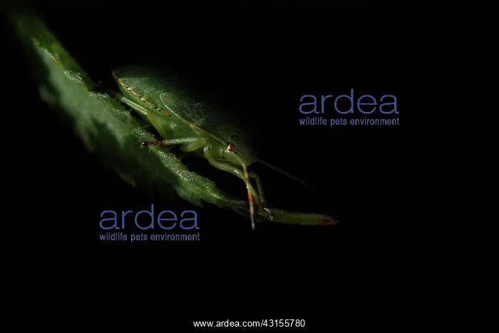 : Green Shield Bug : Green Shield Bug